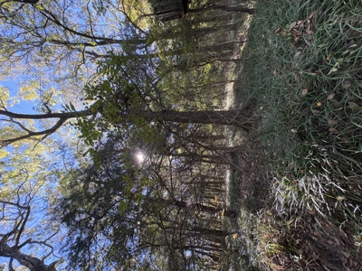 Peaceful 43± Acre Retreat Near Paris, TX - image 43