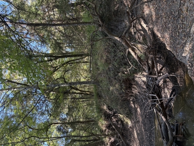 Peaceful 43± Acre Retreat Near Paris, TX - image 34