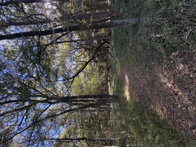 Peaceful 43± Acre Retreat Near Paris, TX - image 32