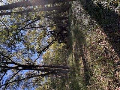 Peaceful 43± Acre Retreat Near Paris, TX - image 40