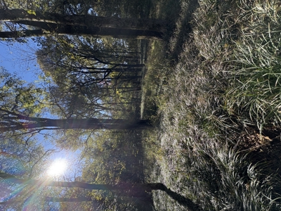 Peaceful 43± Acre Retreat Near Paris, TX - image 45