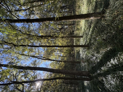 Peaceful 43± Acre Retreat Near Paris, TX - image 41