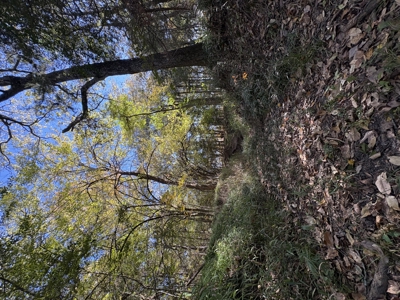 Peaceful 43± Acre Retreat Near Paris, TX - image 44