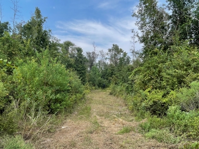 40 Acres Beauregaurd Parish LA - image 8