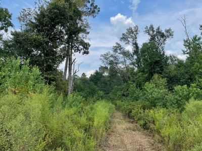 40 Acres Beauregaurd Parish LA - image 3