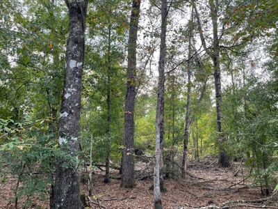 40 Acres Beauregaurd Parish LA - image 6