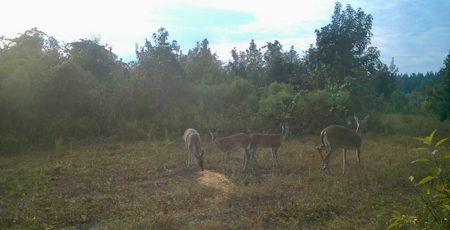 40 Acres Beauregaurd Parish LA - image 11