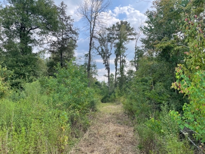 40 Acres Beauregaurd Parish LA - image 5