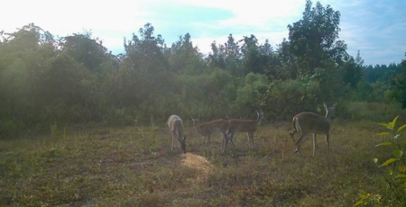 40 Acres Beauregaurd Parish LA - image 10