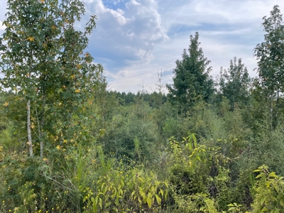40 Acres Beauregaurd Parish LA - image 2