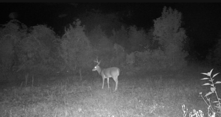40 Acres Beauregaurd Parish LA - image 12