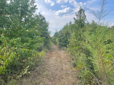 40 Acres Beauregaurd Parish LA - image 1