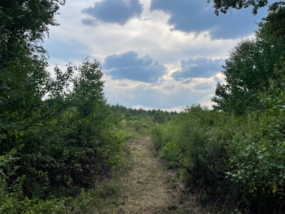 40 Acres Beauregaurd Parish LA - image 7