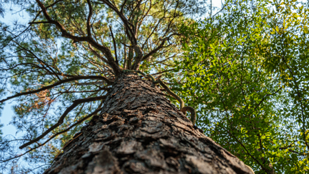 Texas Hunting & Recreation Property for Sale Winona TX Smith Co - image 20