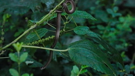 Texas Hunting & Recreation Property for Sale Winona TX Smith Co - image 26