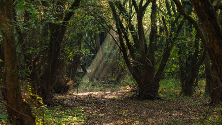 Texas Hunting & Recreation Property for Sale Winona TX Smith Co - image 9