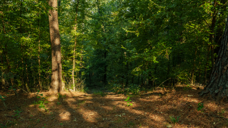 Texas Hunting & Recreation Property for Sale Winona TX Smith Co - image 21