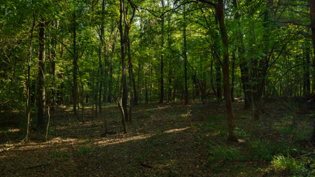 Texas Hunting & Recreation Property for Sale Winona TX Smith Co - image 23