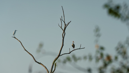 Texas Hunting & Recreation Property for Sale Winona TX Smith Co - image 18