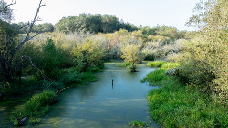 Texas Hunting & Recreation Property for Sale Winona TX Smith Co - image 14