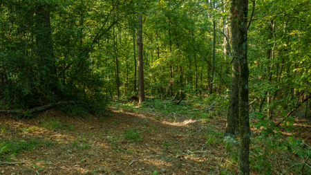 Texas Hunting & Recreation Property for Sale Winona TX Smith Co - image 22