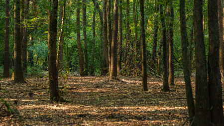Texas Hunting & Recreation Property for Sale Winona TX Smith Co - image 19