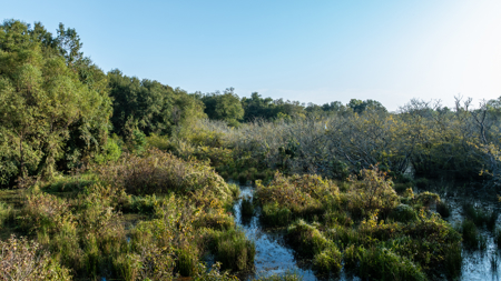 Texas Hunting & Recreation Property for Sale Winona TX Smith Co - image 17