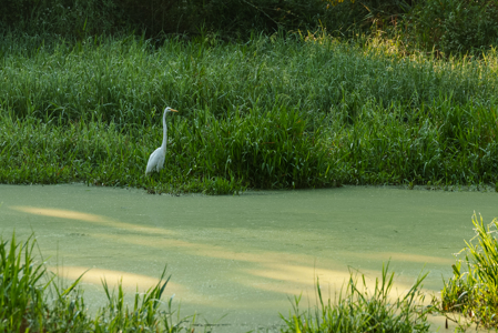 Texas Hunting & Recreation Property for Sale Winona TX Smith Co - image 12