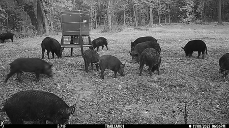 Texas Hunting & Recreation Property for Sale Winona TX Smith Co - image 39