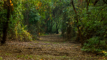 Texas Hunting & Recreation Property for Sale Winona TX Smith Co - image 10