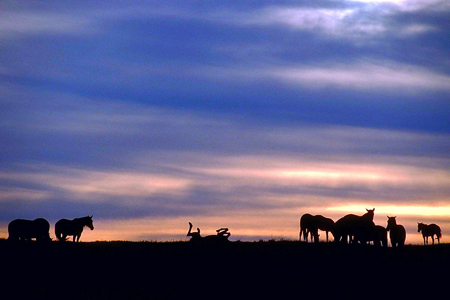 South CO Outfitting Business for sale (NO DEEDED PROPERTY) - image 17