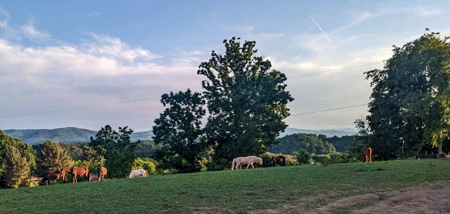 Land For Sale In Wythe County VA - image 41