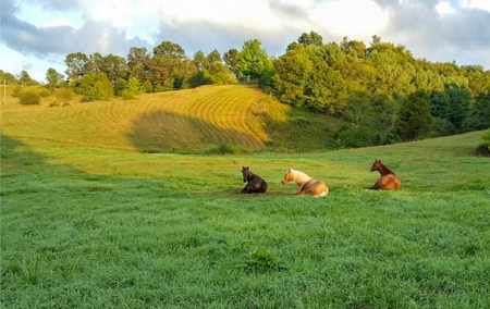 Land For Sale In Wythe County VA - image 34