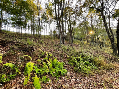 Land For Sale In Wythe County VA - image 31