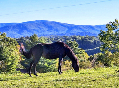 Land For Sale In Wythe County VA - image 39