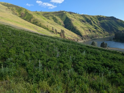 View Property for Sale in Juliaetta, Idaho - image 5