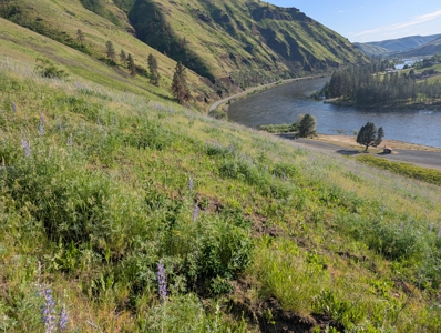 View Property for Sale in Juliaetta, Idaho - image 7
