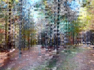 Perry County, TN Hunting & Recreation Land For Sale - image 12