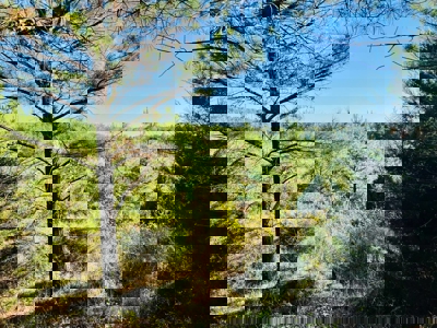 Perry County, TN Hunting & Recreation Land For Sale - image 11