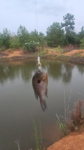 Hunting & Investment Opportunity in Dougherty County, GA - image 4