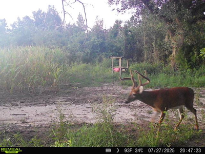 Hunting & Investment Opportunity in Dougherty County, GA - image 3