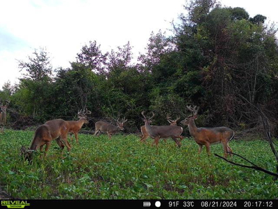 Hunting & Investment Opportunity in Dougherty County, GA - image 7