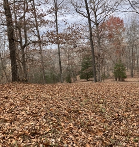 Country Home On 14+/- Acres - Park Like Setting - Liberty, Ky. - image 49