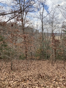 Country Home On 14+/- Acres - Park Like Setting - Liberty, Ky. - image 50