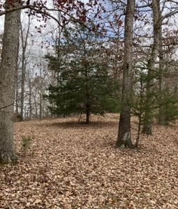 Country Home On 14+/- Acres - Park Like Setting - Liberty, Ky. - image 47