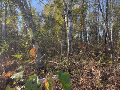 15 Acres of Wooded Mixed Recreational Land For Sale in Kerrick MN - image 2
