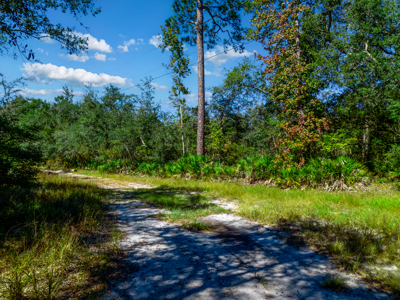 11 acre river-front tract with hunting potential Live Oak Florida - image 14