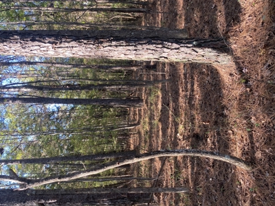 Land For Sale In Mcnairy County Tn - image 2