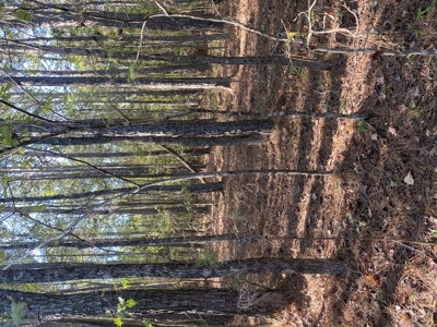 Land For Sale In Mcnairy County Tn - image 5