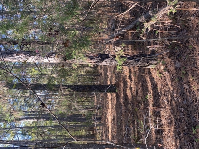 Land For Sale In Mcnairy County Tn - image 6